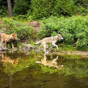 Photo Le Loup et le Lion