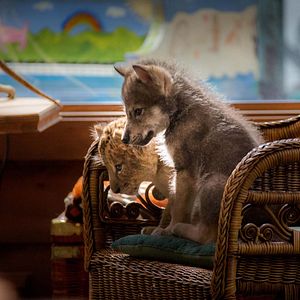 Photo Le Loup et le Lion