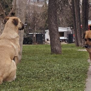 Photo Stray