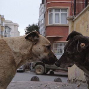 Photo Stray