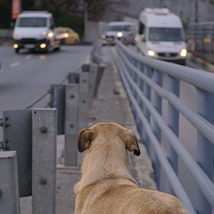 Photo Stray