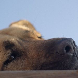 Photo Stray