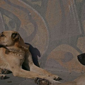 Photo Stray