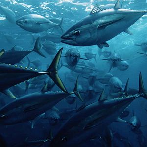 Photo Seaspiracy : La Pêche en Question