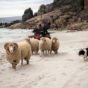 Photo Rams