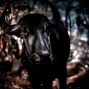 Photo Jallikattu