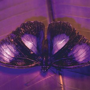 Photo La Vie en couleurs avec David Attenborough