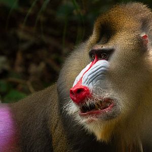 Photo La Vie en couleurs avec David Attenborough