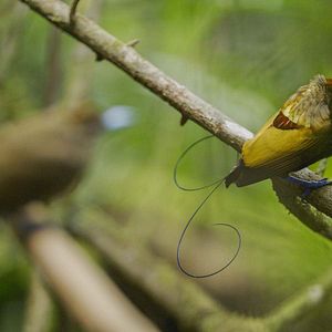 Photo La Vie en couleurs avec David Attenborough
