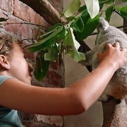 Photo Izzy et les koalas