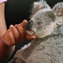 Photo Izzy et les koalas
