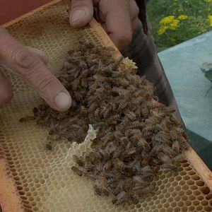 Photo Être avec les Abeilles
