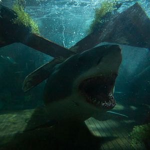 Photo Great White