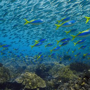 Photo Notre planète a ses limites : L'alerte de la science