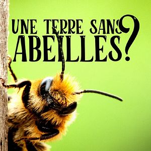 Photo Une terre sans abeilles ?