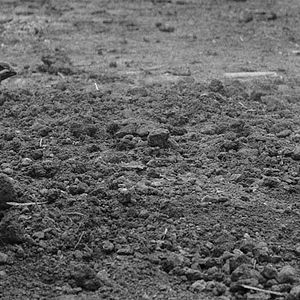 Photo The Painted Bird