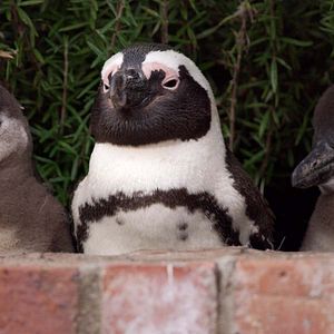 Photo Le Cap des manchots