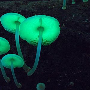 Photo Fantastic Fungi