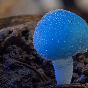 Photo Fantastic Fungi