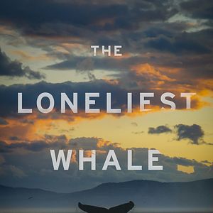 Photo The Loneliest Whale: The Search For 52