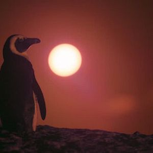 Photo Le Cap des manchots