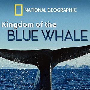 Photo Le Royaume de la baleine bleue