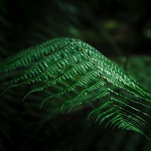 Photo Sycorax