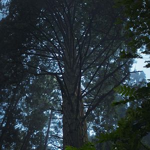 Photo Sycorax