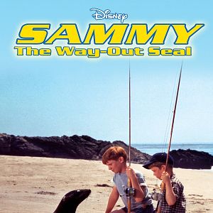Photo Sammy, le phoque