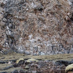 Photo La Panthère des neiges