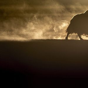 Photo La Panthère des neiges
