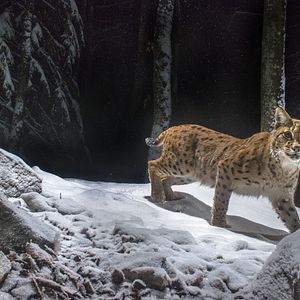 Photo Lynx