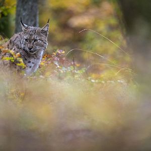 Photo Lynx