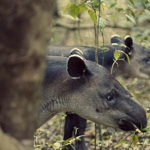 Photo Animal