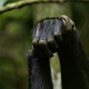Photo Grandir dans le monde animal
