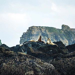 Photo Grandir dans le monde animal