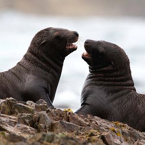 Photo Grandir dans le monde animal