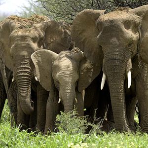 Photo Grandir dans le monde animal