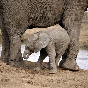 Photo Grandir dans le monde animal