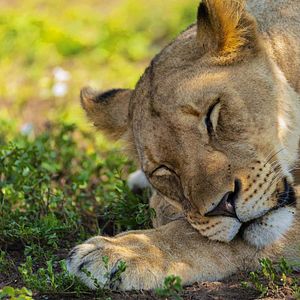Photo Grandir dans le monde animal