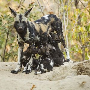 Photo Grandir dans le monde animal