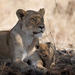 Photo Grandir dans le monde animal