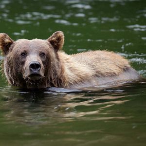 Photo Grandir dans le monde animal