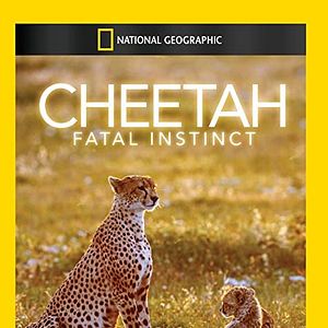 Photo Le Guépard, cet élégant chasseur d'Afrique