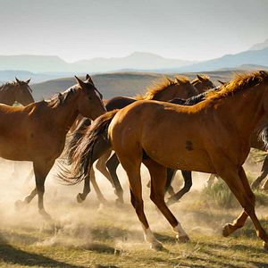 Photo Les Cowboys, mes héros