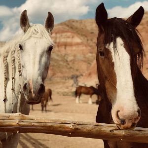Photo Les Cowboys, mes héros