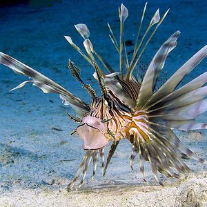 Photo Wonders of the Sea 3D