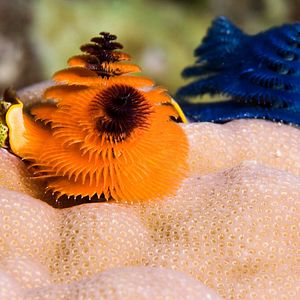 Photo Wonders of the Sea 3D