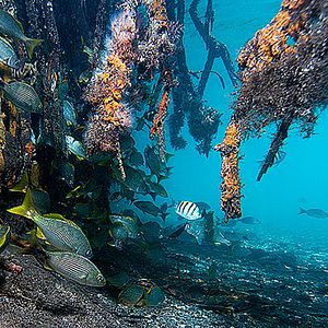 Photo Wonders of the Sea 3D