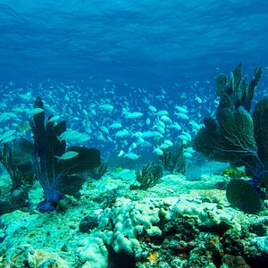 Photo Wonders of the Sea 3D